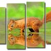 Squirrel Animal Reflection 4 Panels Paint By Numbers