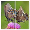 Swallowtail Butterflies Square Panels Paint By Numbers